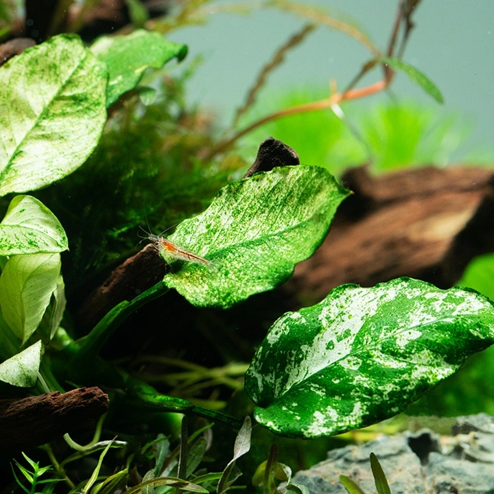 Tropica Akvarieplante Clips Anubias barteri var. nana 'Pinto'